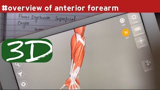 Anterior compartment of forearm  Overview  Doctor Speedy [upl. by Eibo262]