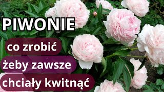 PIWONIE nie kwitły  zrób to koniecznie teraz błędy w uprawie piwonii [upl. by Leunas]