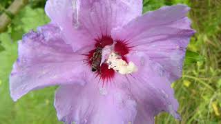 Bees in hibiscus flowers [upl. by Ennahgiel]