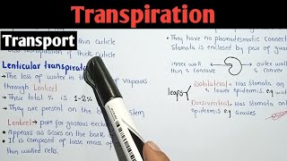 Transpiration  Stomatal Cuticular And Lenticular Transpiration In Urdu Hindi [upl. by Moretta]