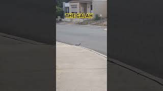 GALAH BIRDS WAITING FOR FOOD highlights wildlife nature satisfyingvedio birds [upl. by Ecyob965]