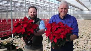 New Poinsettias for 2024 from Selecta One [upl. by Parrie]