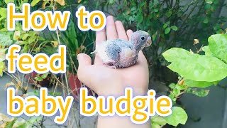 How to hand feed baby budgie  15 days old baby budgie hand feeding [upl. by Enelehs]