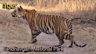 Tiger Sighting At Bandhavgarh Tiger Reserve । Gypsy Safari Of Bandhavgarh National Park Jeep Safari [upl. by Kylie]