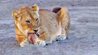 lioness tear off testicles wildebeest  لبؤة تمزيق بيض الحيوانات البرية [upl. by Mureil391]