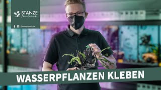 DIY Wasserpflanzen kleben  Wir zeigen euch wies geht [upl. by Inilahs]