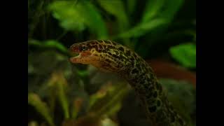 Gymnothorax polyuranodon  Freshwater moray  Tiger moray  Süßwassermuräne xenoaquaria [upl. by Krantz372]