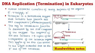 Eukaryotic DNA Replication  Termination [upl. by Robbin]