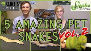 Snake Discovery and Clints Reptiles  Five MORE of the Best Pet Snakes You Could Possibly Get [upl. by Ardnaik]