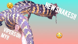 I SPENT 1000 ON SNAKES  Saturniid Vlog 8 [upl. by Leelaj876]