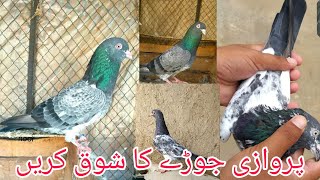 Breeder Pair Ka Shok Karen  Ahsan Pigeon Vlogs [upl. by Yalonda]