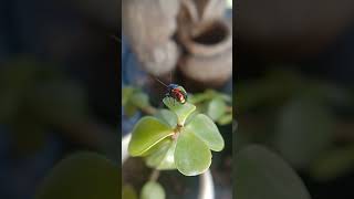 Dogbane beetle 🪲nature beetle [upl. by Thgiled]