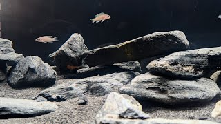 Brichardi Fairy Cichlids And set up 4k [upl. by Festa]