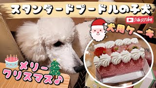 犬用クリスマスケーキを食べるスタンダードプードルの子犬ルナ Standard Poodle puppy eating dog Christmas cake [upl. by Akcemat]