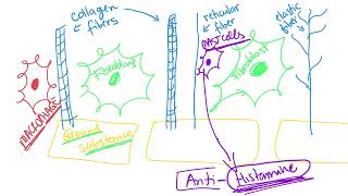 Dr Benaduce Connective Tissue Analogy Tissues Lecture [upl. by Nyrb186]