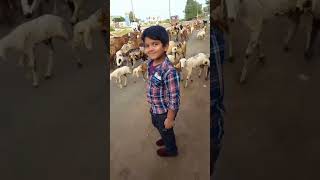 O pilladavenkateshasong telugu folk funny sheep sheepfarming sheepandgoats shortsfeedshorts [upl. by Euqinobe812]