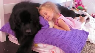 This little girl and her giant Newfoundland will make your day brighter [upl. by Ahsinotna35]