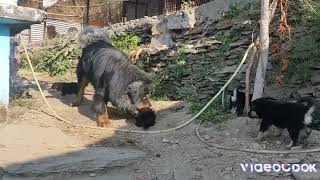 Tibetan mastiff Playing with puppy  Ghazi [upl. by Fanchette]