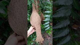 Nest Of Weaver Birds birds wildlife nature [upl. by Bernie746]