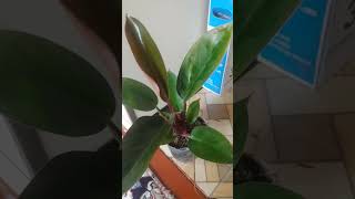 Imperator Filadendron flowersцветы gullar httpstmegullargaqiziqish [upl. by Auqemahs]