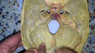 MENINGES OF SKULL dura matter easy explanation 1 [upl. by Noreen]