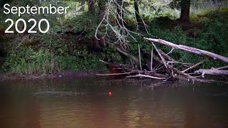 Michigan Salmon BOBBER DOWNS  First of the Season 2020 [upl. by Elyad]