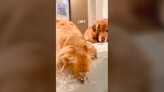 Dogs Blowing Bubbles in the Water  Funny Dog Videos 🐾 [upl. by Tik]