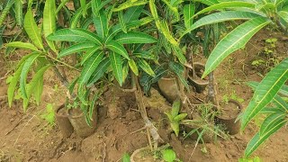 9487470530kalapadi alphonsa Bengalura Mallika sendoora kesar and all mango plants available [upl. by Ress]