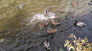 Saturday afternoon at the duck pond 🦆 🦆 [upl. by Akenat]