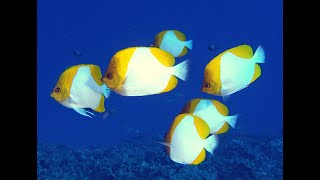 Niihau Dive Sites  Pinnacles [upl. by Doelling]