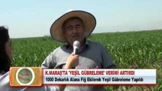 KMARAŞTA YEŞİL GÜBRELEME VERİMİ ARTIRDI [upl. by Yancey]