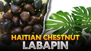 Whats the difference between Chestnut and Haitian Chestnut Labapin [upl. by Haimorej]