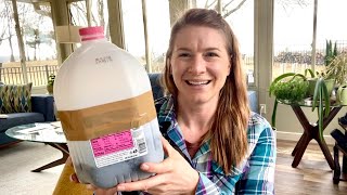 Winter Sowing Milkweed in Milk Jugs [upl. by Lindley]