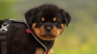 TailWagging Bonds Rottweiler Edition [upl. by Atilek853]