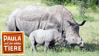 Ganz nah am Nashorn  Reportage für Kinder  Paula und die wilden Tiere [upl. by Daugherty839]