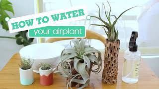 How To Water Your Air Plant Tillandsia 101  Plant Watering Tips [upl. by Puglia]