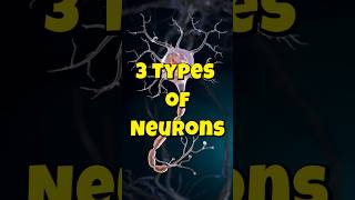 3 Types of Neurons shorts shortvideo neurons facts psychology [upl. by Ahsinoj249]