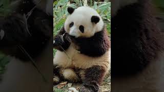 panda cute funnyvideo funnyanimals [upl. by Ilam530]