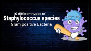 Staphylococcus species  Ten Different types of Staphylococcus  By AbuBakar Med Plus [upl. by Chelsea]