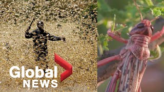 Coronavirus outbreak East Africa hit by second locust invasion as it battles COVID19 [upl. by Noivax989]