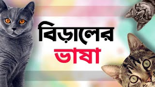 বিড়াল যেভাবে মনের ভাব প্রকাশ করে  বিড়ালের ভাষা বুঝবেন যেভাবে  How Cats Talk  বিড়ালের ভাষা [upl. by Atekihs427]