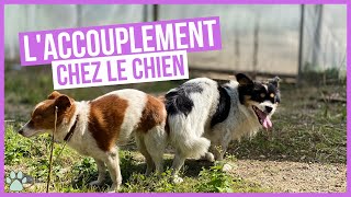 Comment fonctionne laccouplement chez les chiens [upl. by Htebasile]