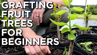 Grafting Fruit Trees  What Is It And How Is It Done  Grafting Trees For Beginners [upl. by Elleuqar]