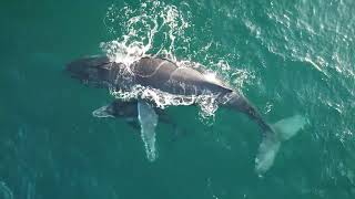 Tofo Mozambique humpback whales [upl. by Yaron]