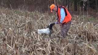 Pheasant Hunting with Pointers in Pennsylvania [upl. by Simmonds]