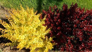 Two Attractive Barberry Plants Choices for Gardeners Who Want to Protect their Nature Landscape [upl. by Chastity]