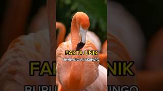 Keunikan Hewan Burung Flamingo  Lensa Fakta [upl. by Elauqsap409]