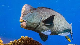 Green Humphead Parrotfish [upl. by Nnaira233]