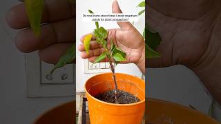 4 most important points for plant propagation 🪴 yt youtubeshorts shorts plants tips diy home [upl. by Egerton769]