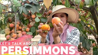 Lets talk about Persimmon varieties [upl. by Sue]